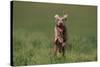 Excited Weimaraner Running in Field-DLILLC-Stretched Canvas