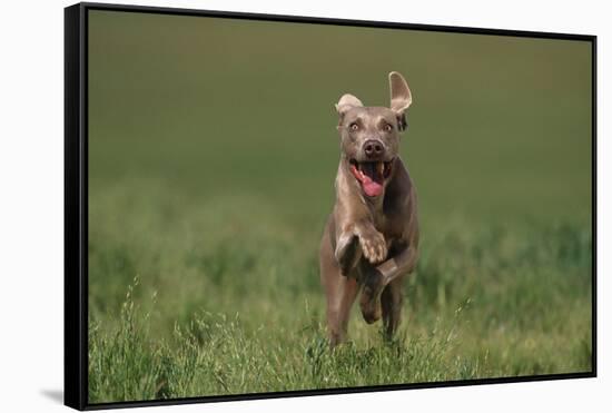 Excited Weimaraner Running in Field-DLILLC-Framed Stretched Canvas