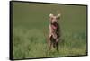 Excited Weimaraner Running in Field-DLILLC-Framed Stretched Canvas