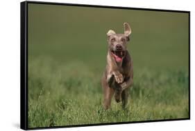 Excited Weimaraner Running in Field-DLILLC-Framed Stretched Canvas