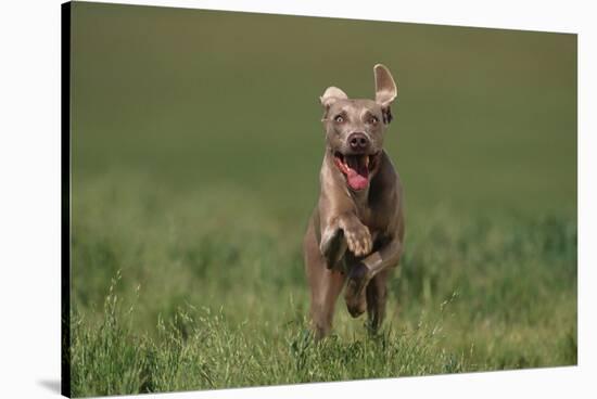 Excited Weimaraner Running in Field-DLILLC-Stretched Canvas