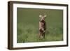 Excited Weimaraner Running in Field-DLILLC-Framed Photographic Print