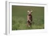 Excited Weimaraner Running in Field-DLILLC-Framed Photographic Print