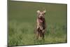 Excited Weimaraner Running in Field-DLILLC-Mounted Photographic Print