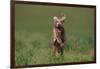 Excited Weimaraner Running in Field-DLILLC-Framed Photographic Print