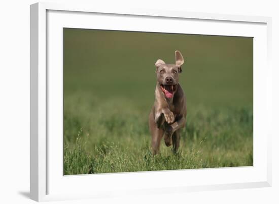 Excited Weimaraner Running in Field-DLILLC-Framed Photographic Print