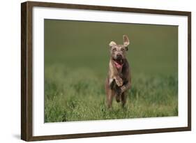 Excited Weimaraner Running in Field-DLILLC-Framed Photographic Print