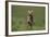 Excited Weimaraner Running in Field-DLILLC-Framed Photographic Print