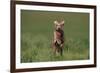 Excited Weimaraner Running in Field-DLILLC-Framed Photographic Print