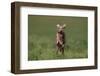 Excited Weimaraner Running in Field-DLILLC-Framed Photographic Print