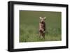 Excited Weimaraner Running in Field-DLILLC-Framed Photographic Print