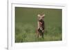 Excited Weimaraner Running in Field-DLILLC-Framed Photographic Print