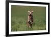 Excited Weimaraner Running in Field-DLILLC-Framed Photographic Print