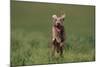 Excited Weimaraner Running in Field-DLILLC-Mounted Photographic Print