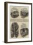 Excursions of the British Association-Edmund Morison Wimperis-Framed Giclee Print