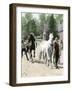 Exercising Some Trotting Champion Mares at Woodburn Farm, Kentucky, 1890s-null-Framed Giclee Print