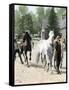 Exercising Some Trotting Champion Mares at Woodburn Farm, Kentucky, 1890s-null-Framed Stretched Canvas