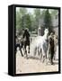 Exercising Some Trotting Champion Mares at Woodburn Farm, Kentucky, 1890s-null-Framed Stretched Canvas