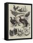 Exhibition of Game Birds and Bantams at the Crystal Palace-Harrison William Weir-Framed Stretched Canvas