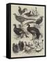 Exhibition of Game Birds and Bantams at the Crystal Palace-Harrison William Weir-Framed Stretched Canvas