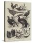 Exhibition of Game Birds and Bantams at the Crystal Palace-Harrison William Weir-Stretched Canvas