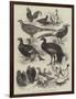 Exhibition of Game Birds and Bantams at the Crystal Palace-Harrison William Weir-Framed Giclee Print