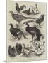 Exhibition of Game Birds and Bantams at the Crystal Palace-Harrison William Weir-Mounted Giclee Print