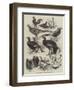 Exhibition of Game Birds and Bantams at the Crystal Palace-Harrison William Weir-Framed Giclee Print