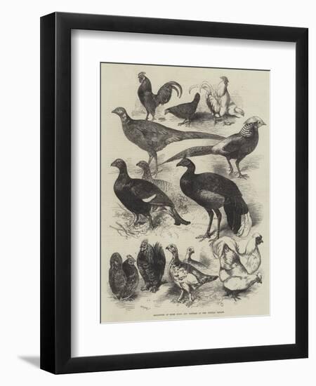 Exhibition of Game Birds and Bantams at the Crystal Palace-Harrison William Weir-Framed Giclee Print