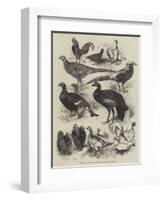 Exhibition of Game Birds and Bantams at the Crystal Palace-Harrison William Weir-Framed Giclee Print