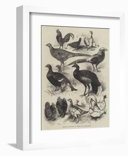 Exhibition of Game Birds and Bantams at the Crystal Palace-Harrison William Weir-Framed Giclee Print