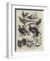 Exhibition of Game Birds and Bantams at the Crystal Palace-Harrison William Weir-Framed Giclee Print