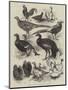 Exhibition of Game Birds and Bantams at the Crystal Palace-Harrison William Weir-Mounted Giclee Print