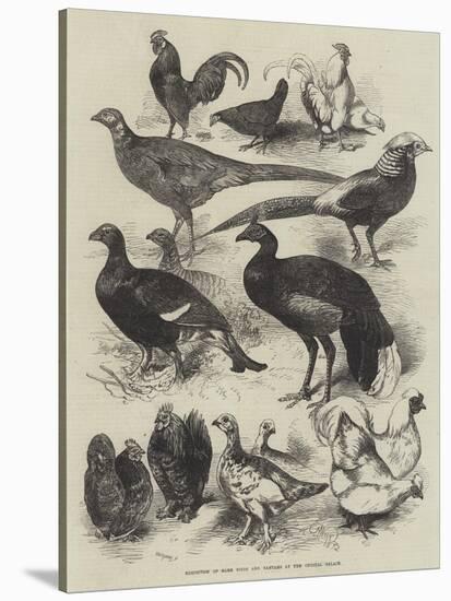 Exhibition of Game Birds and Bantams at the Crystal Palace-Harrison William Weir-Stretched Canvas