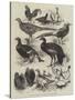 Exhibition of Game Birds and Bantams at the Crystal Palace-Harrison William Weir-Stretched Canvas