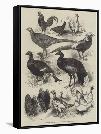 Exhibition of Game Birds and Bantams at the Crystal Palace-Harrison William Weir-Framed Stretched Canvas