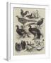 Exhibition of Game Birds and Bantams at the Crystal Palace-Harrison William Weir-Framed Giclee Print