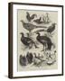 Exhibition of Game Birds and Bantams at the Crystal Palace-Harrison William Weir-Framed Giclee Print