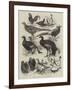 Exhibition of Game Birds and Bantams at the Crystal Palace-Harrison William Weir-Framed Giclee Print