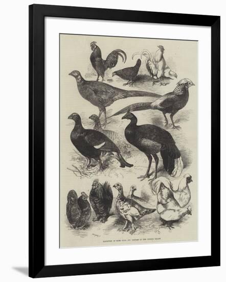 Exhibition of Game Birds and Bantams at the Crystal Palace-Harrison William Weir-Framed Giclee Print