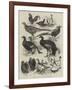 Exhibition of Game Birds and Bantams at the Crystal Palace-Harrison William Weir-Framed Giclee Print