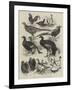 Exhibition of Game Birds and Bantams at the Crystal Palace-Harrison William Weir-Framed Giclee Print