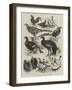 Exhibition of Game Birds and Bantams at the Crystal Palace-Harrison William Weir-Framed Giclee Print