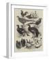 Exhibition of Game Birds and Bantams at the Crystal Palace-Harrison William Weir-Framed Giclee Print