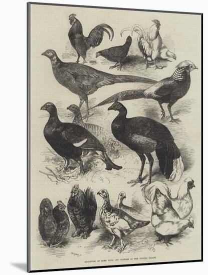 Exhibition of Game Birds and Bantams at the Crystal Palace-Harrison William Weir-Mounted Giclee Print