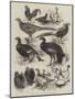 Exhibition of Game Birds and Bantams at the Crystal Palace-Harrison William Weir-Mounted Giclee Print