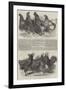 Exhibition of Poultry at Great Yarmouth-Harrison William Weir-Framed Giclee Print