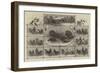 Exhibition of Poultry at the Jardin D'Acclimatation, Paris-null-Framed Giclee Print