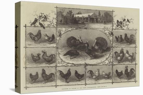 Exhibition of Poultry at the Jardin D'Acclimatation, Paris-null-Stretched Canvas