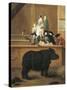 Exhibition of Rhino, 1751-Pietro Longhi-Stretched Canvas